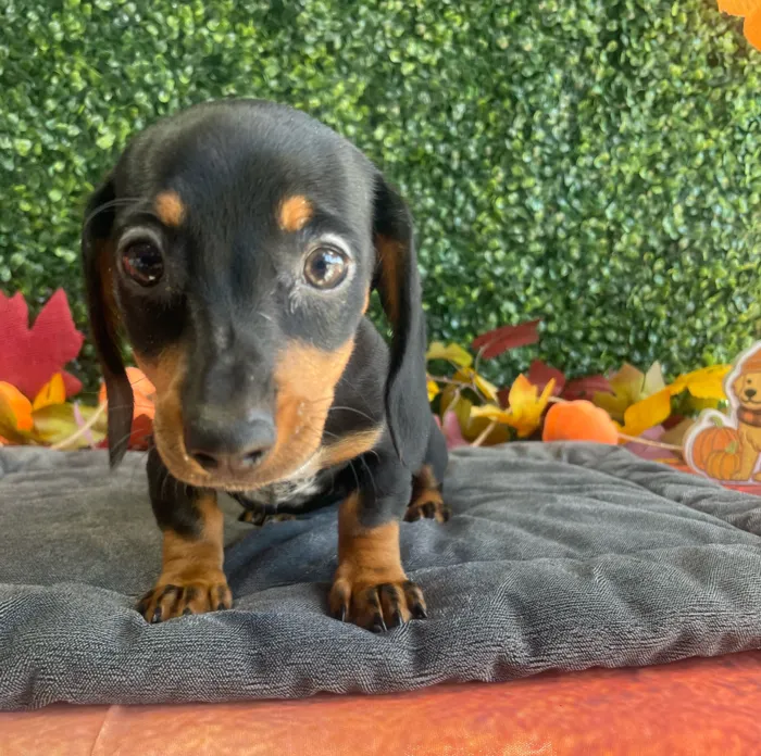 Female Dachshund puppy named Lucy for sale at Puppy Dreams - West Little Rock.
