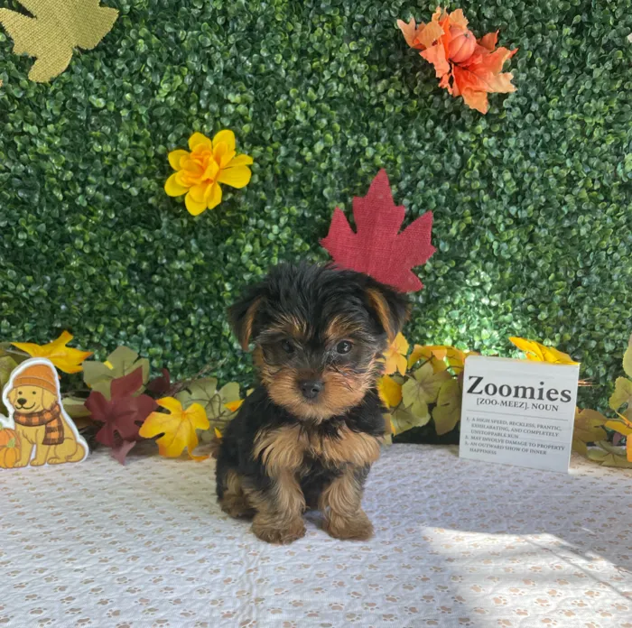 Male Yorkie puppy named Ollie for sale at Puppy Dreams - West Little Rock.