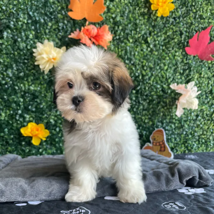Female Havashu puppy named Ivy for sale at Puppy Dreams - West Little Rock.