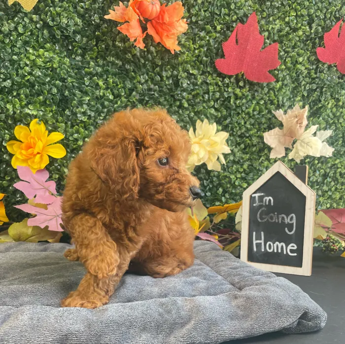 Male Mini Poodle puppy named Roux for sale at Puppy Dreams - West Little Rock.