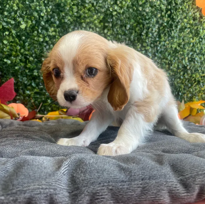 Female Cavalier King Charles Spaniel puppy named Marley for sale at Puppy Dreams - West Little Rock.