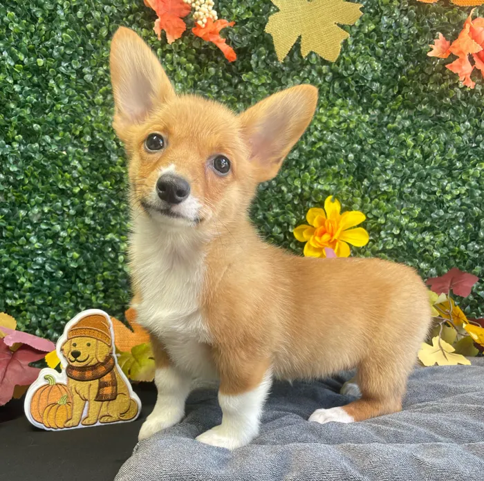 Female Pembroke Welsh Corgi puppy named Kirby for sale at Puppy Dreams - West Little Rock.