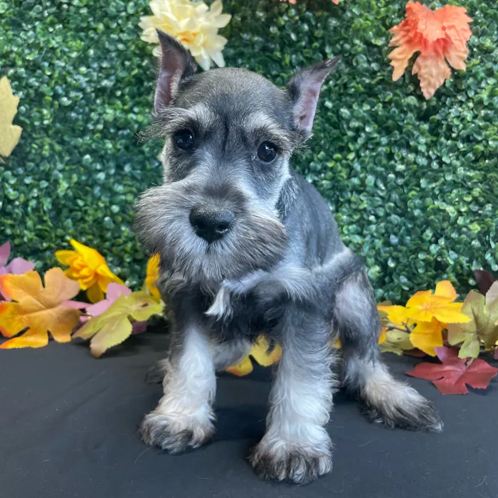 Male Mini Schnauzer puppy named Ace for sale at Puppy Dreams - West Little Rock.