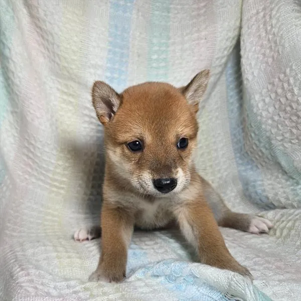Female Shiba Inu puppy for sale at Puppy Dreams - West Little Rock.