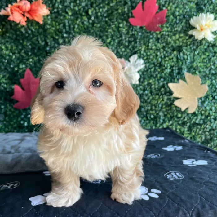 Male Maltipoo puppy named Hunter for sale at Puppy Dreams - West Little Rock.
