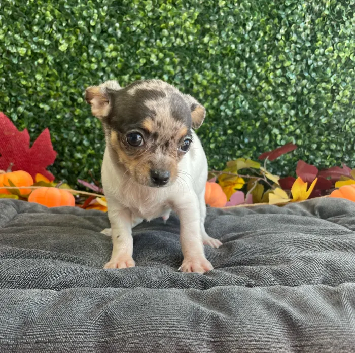 Male Chihuahua puppy named Biscuit for sale at Puppy Dreams - West Little Rock.