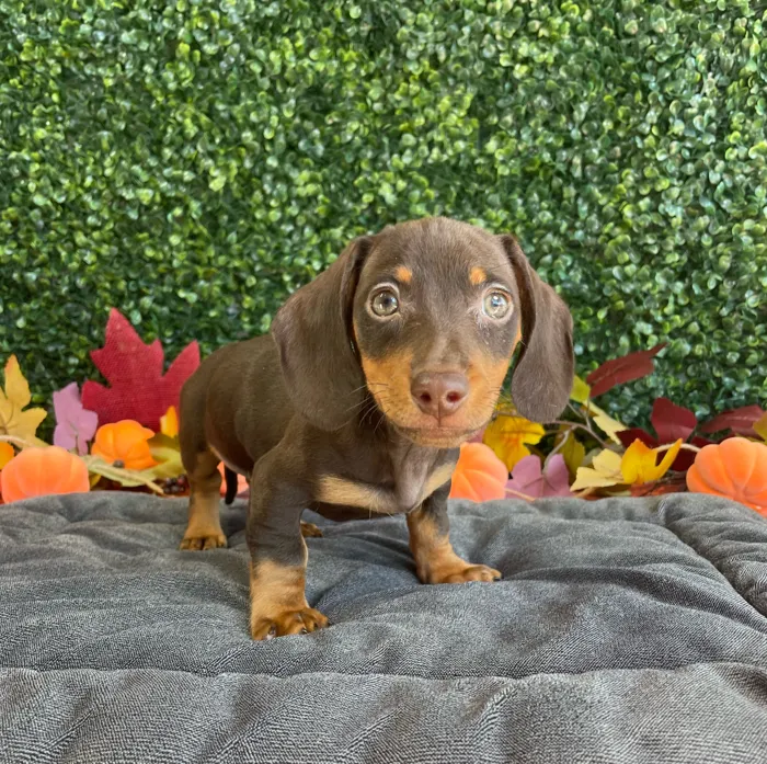 Male Dachshund puppy named Miles for sale at Puppy Dreams - West Little Rock.