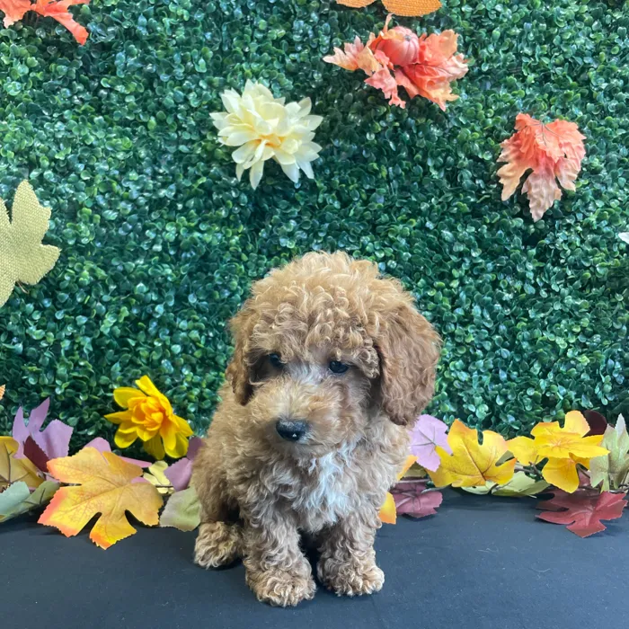 Male Mini Poodle puppy named Arlo for sale at Puppy Dreams - West Little Rock.