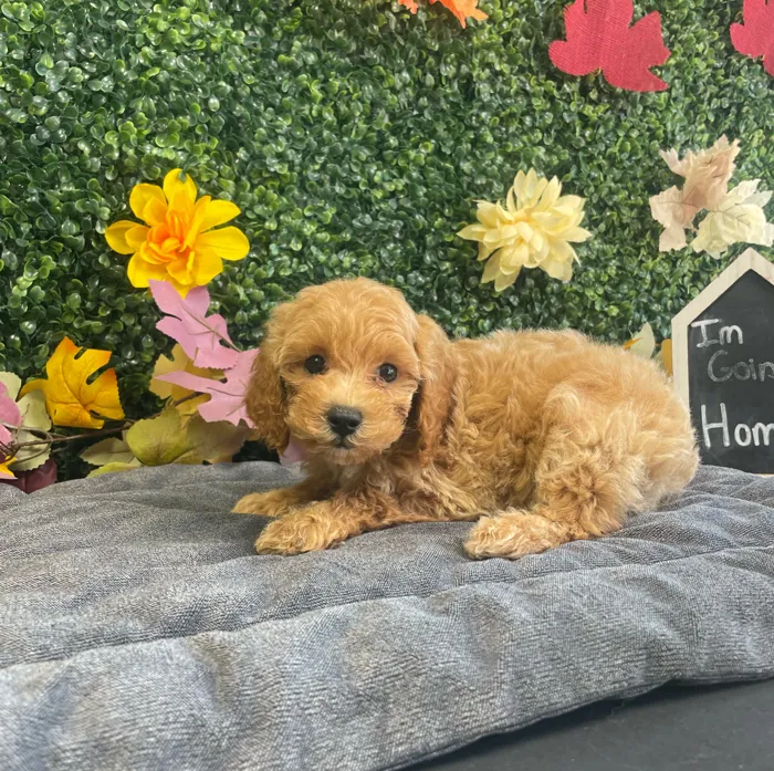 Male Mini Poodle puppy named Dash for sale at Puppy Dreams - West Little Rock.