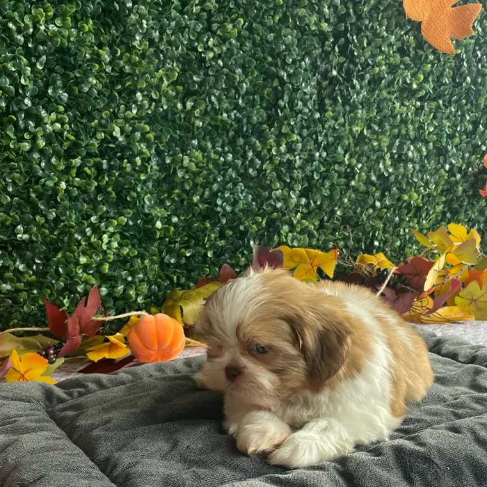 Male Shih Tzu puppy named Cosmo for sale at Puppy Dreams - West Little Rock.