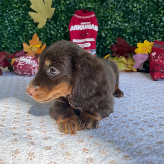 Female Dachshund puppy named Salem for sale at Puppy Dreams - West Little Rock.