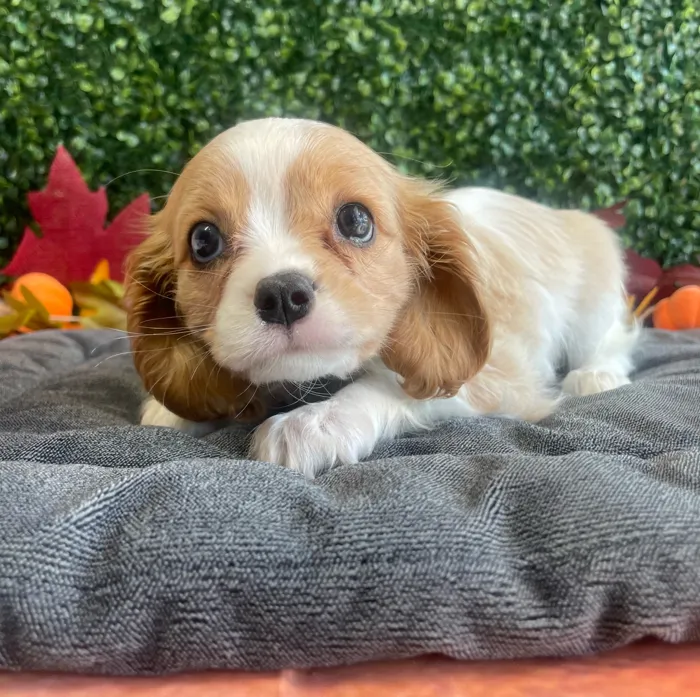 Female Cavalier King Charles Spaniel puppy named Marley for sale at Puppy Dreams - West Little Rock.