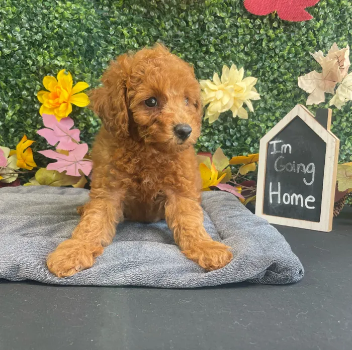Male Mini Poodle puppy named Roux for sale at Puppy Dreams - West Little Rock.