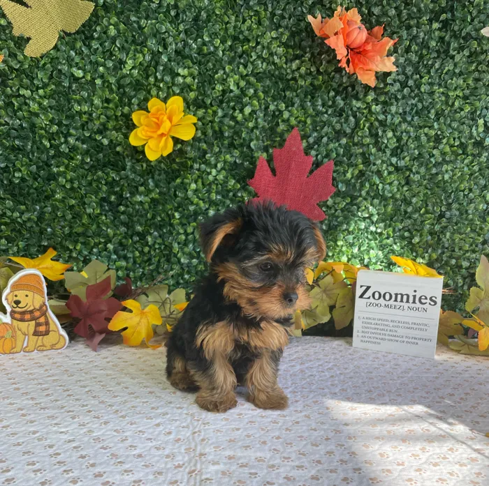 Male Yorkie puppy named Ollie for sale at Puppy Dreams - West Little Rock.