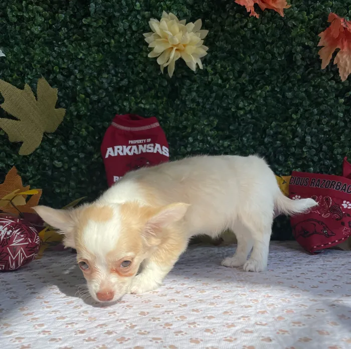 Female Chihuahua puppy named Raven for sale at Puppy Dreams - West Little Rock.
