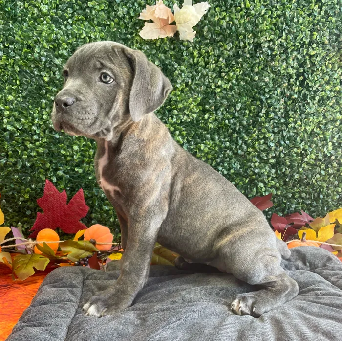 Female Cane Corso puppy named Daisy for sale at Puppy Dreams - West Little Rock.