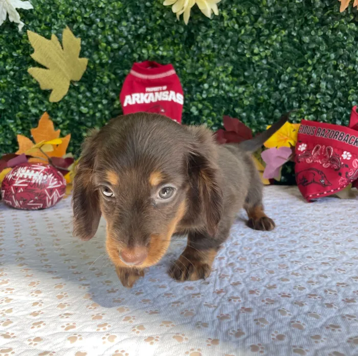 Female Dachshund puppy named Salem for sale at Puppy Dreams - West Little Rock.