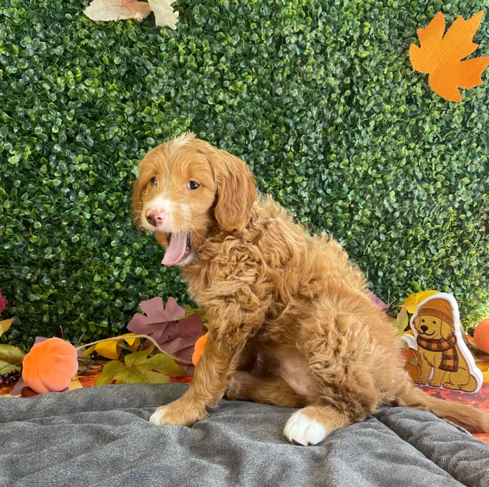 Female Mini Goldendoodle puppy named Tessa for sale at Puppy Dreams - West Little Rock.