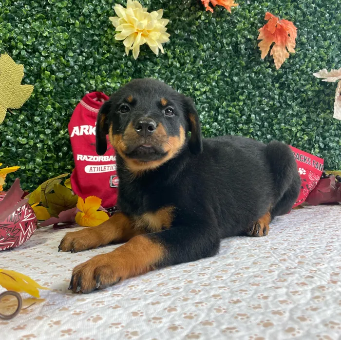 Female Rottweiler puppy named Roxie for sale at Puppy Dreams - West Little Rock.