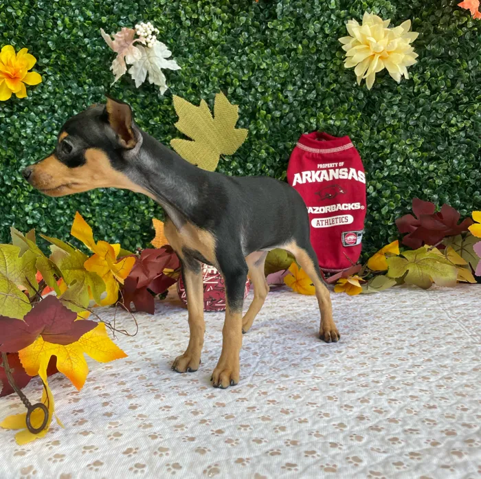 Female Min Pin puppy named Karma for sale at Puppy Dreams - West Little Rock.