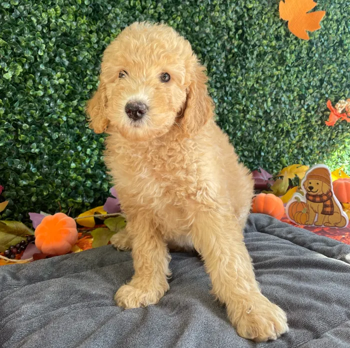 Male Mini Goldendoodle puppy named Sevyn for sale at Puppy Dreams - West Little Rock.