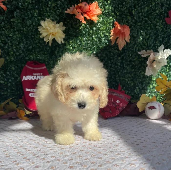 Male Bichon-Poodle puppy named Lemon for sale at Puppy Dreams - West Little Rock.