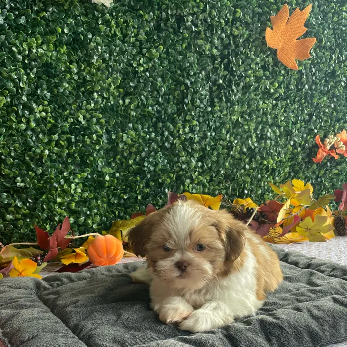 Male Shih Tzu puppy named Cosmo for sale at Puppy Dreams - West Little Rock.