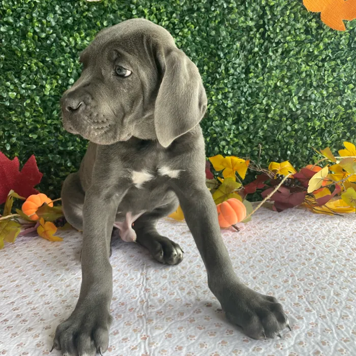 Male Cane Corso puppy named Blue for sale at Puppy Dreams - West Little Rock.