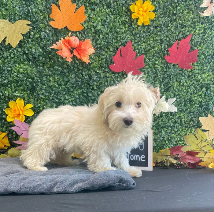 Female Maltipoo puppy named Saffron for sale at Puppy Dreams - West Little Rock.