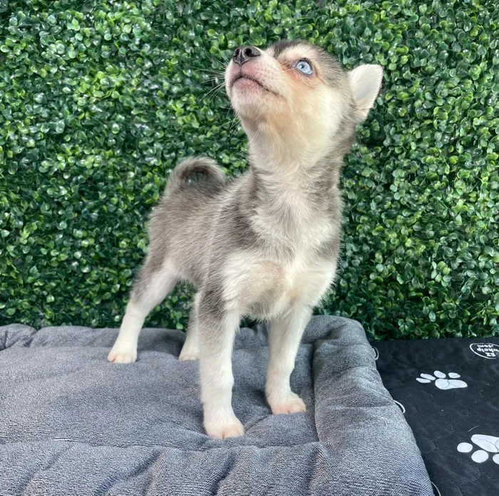 Male Alaskan Klee Kai puppy named Daffy for sale at Puppy Dreams - West Little Rock.