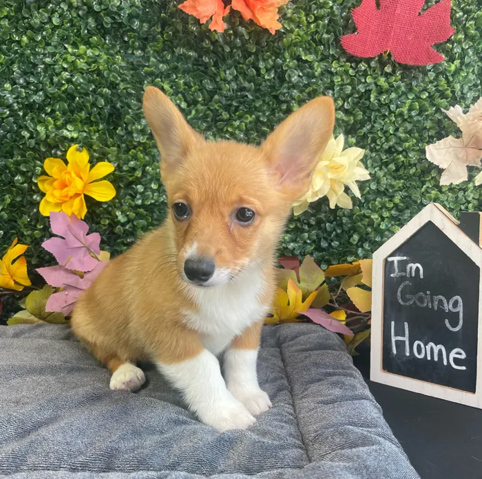 Female Pembroke Welsh Corgi puppy named Kirby for sale at Puppy Dreams - West Little Rock.