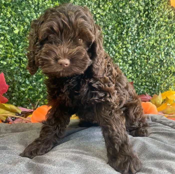Female Cavapoo puppy named Piper for sale at Puppy Dreams - West Little Rock.