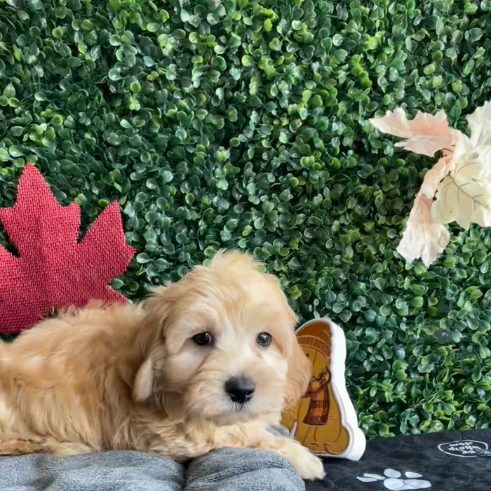 Male Maltipoo puppy named Hunter for sale at Puppy Dreams - West Little Rock.