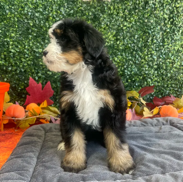 Female Bernedoodle puppy named Winnie for sale at Puppy Dreams - West Little Rock.