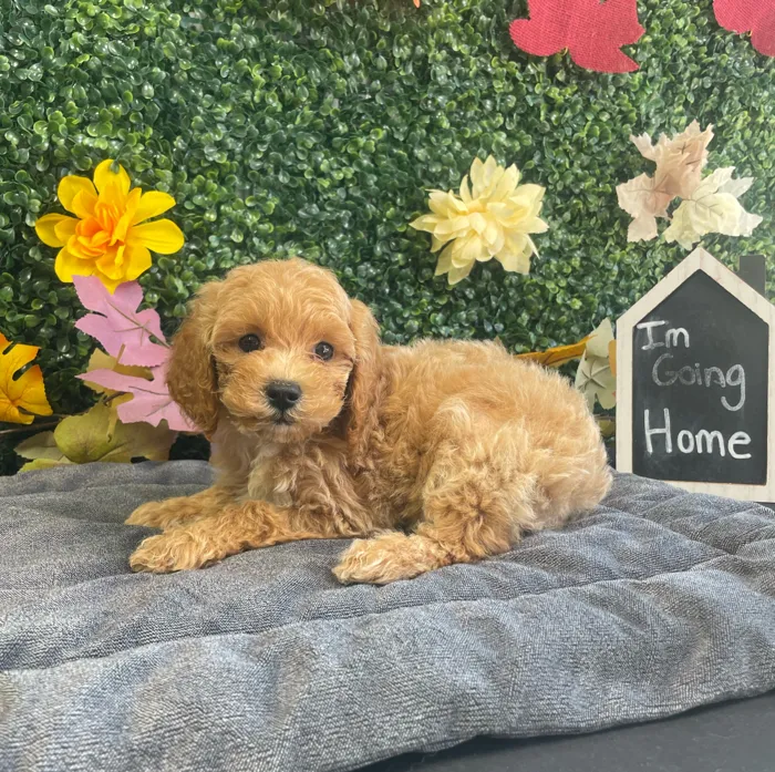 Male Mini Poodle puppy named Dash for sale at Puppy Dreams - West Little Rock.