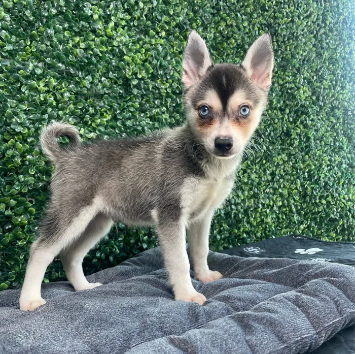 Male Alaskan Klee Kai puppy named Daffy for sale at Puppy Dreams - West Little Rock.