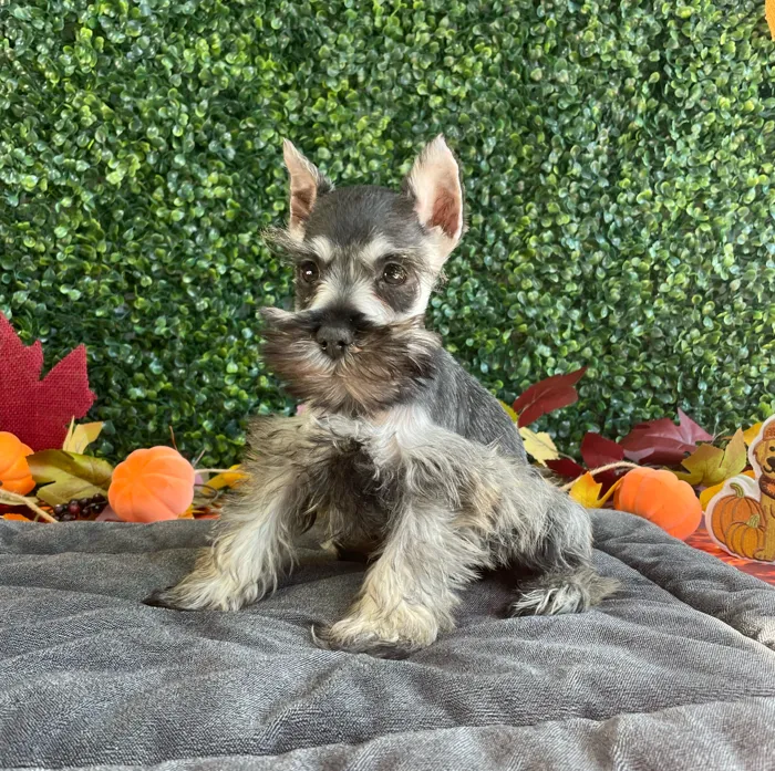 Male Mini Schnauzer puppy named Jack for sale at Puppy Dreams - West Little Rock.
