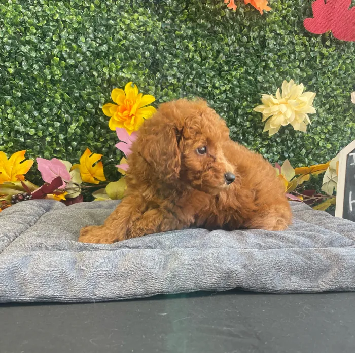 Male Mini Poodle puppy named Roux for sale at Puppy Dreams - West Little Rock.