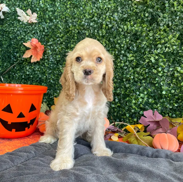 Female Cocker Spaniel puppy named Ellie for sale at Puppy Dreams - West Little Rock.